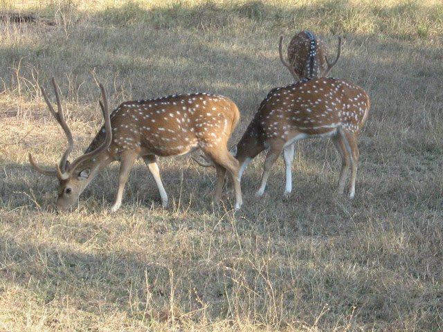 Wildlife at Ranthambore National Park