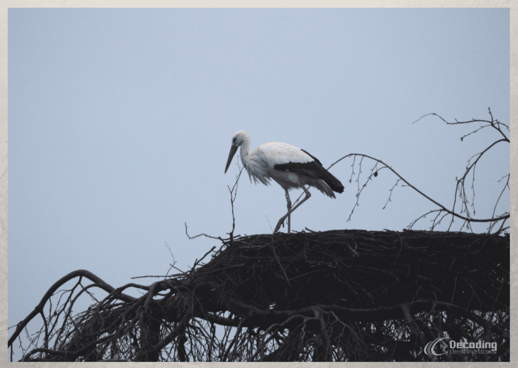 Colmar Travelogue White Stork