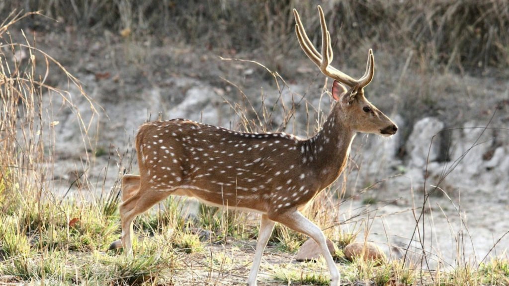 Bandhavgarh National Park