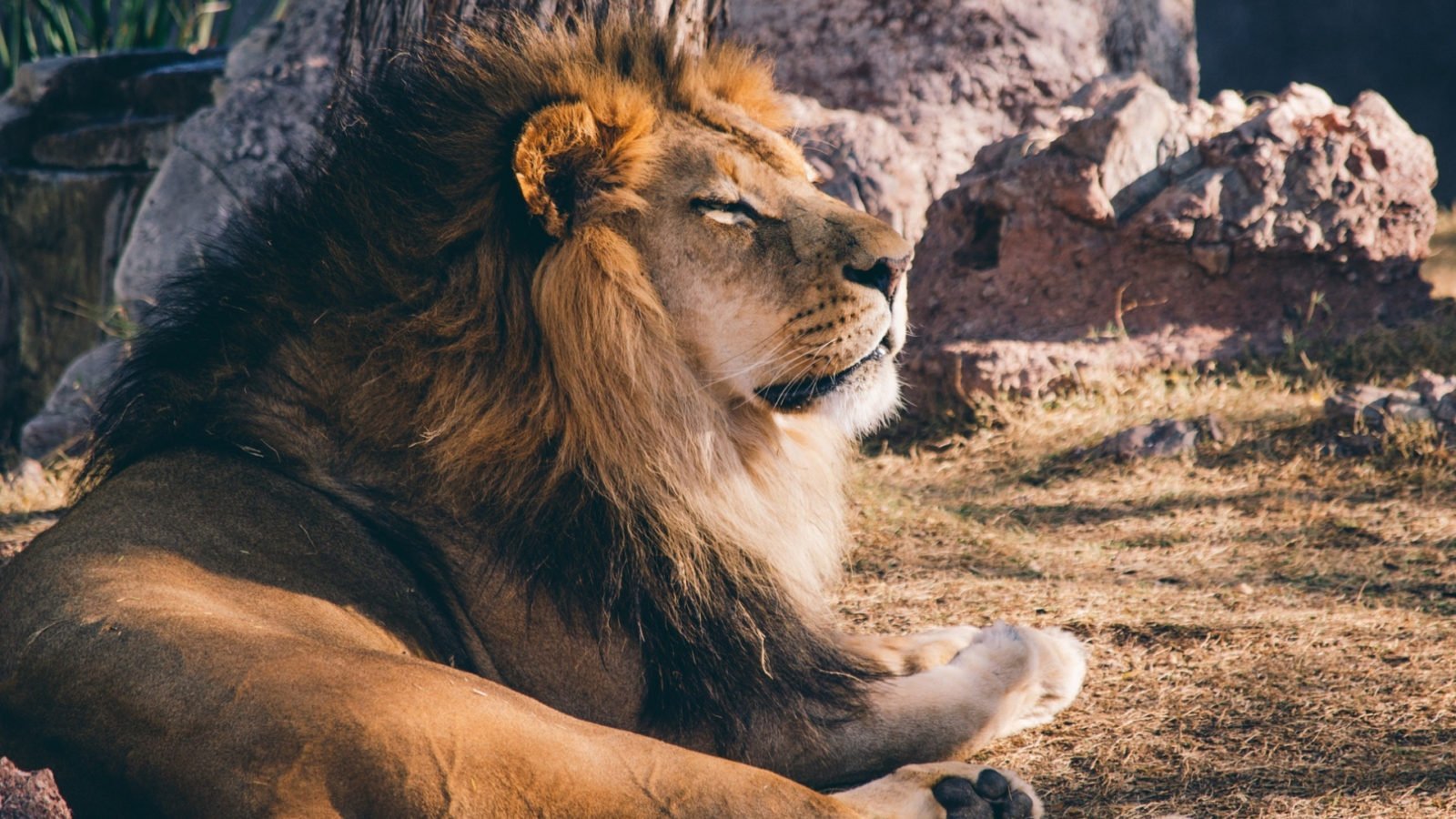 Gir National Park, 13 Must-Visit Tourist Destinations in Gujarat: Everything You Need to Know!