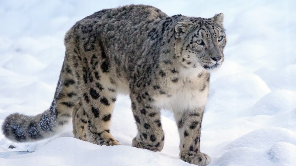 Hemis National Park