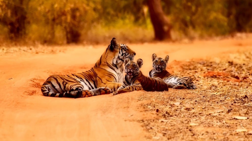 Jim Corbett National Park