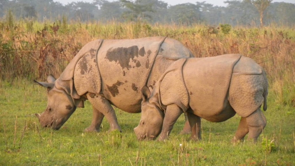 Manas National Park