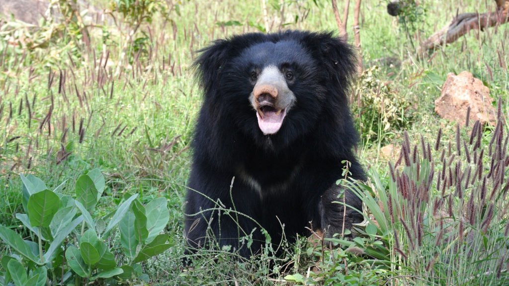 Satpura National Park