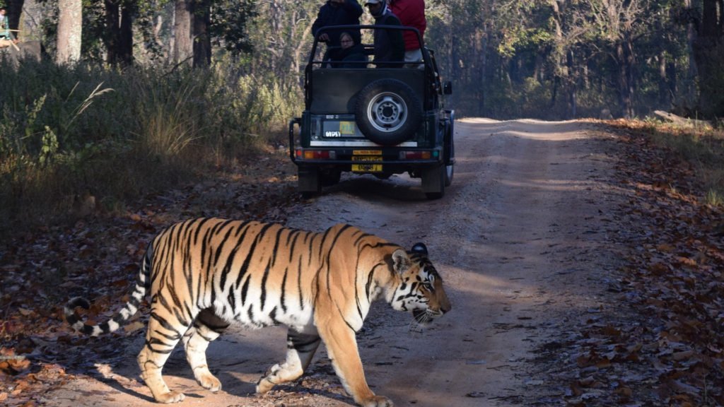 Tadoba National Park Tiger Reserve