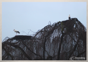 Colmar White Stork