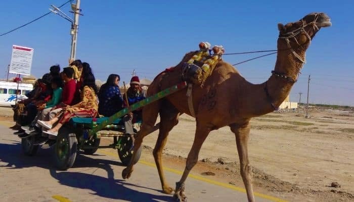 Camel Carts Rann Utsav Kutch Gujarat Travel Experience