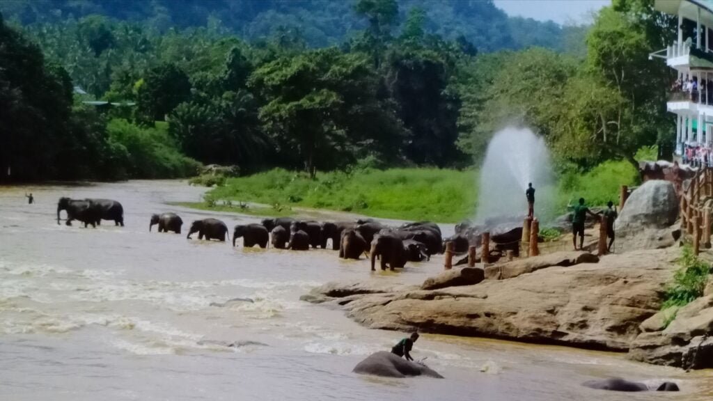 Pinnawalla Sri Lanka Travelogue by Sandhyaa