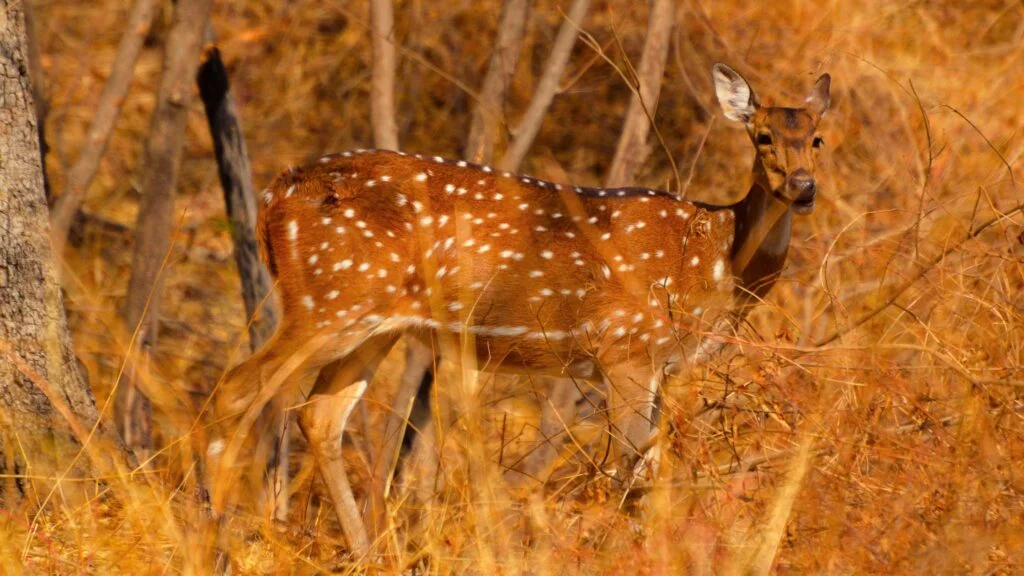 Sagareshwar Deer Sanctuary Kolhapur