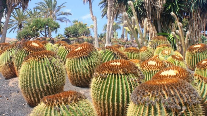 Cactus Garden tourist spots in chandigarh