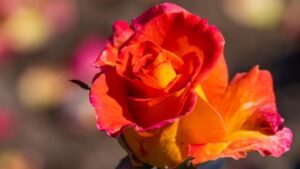 Rose Garden Chandigarh