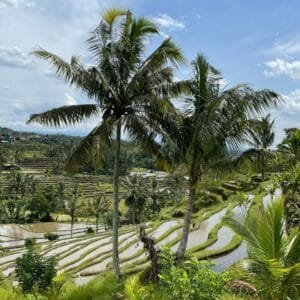 Terraced rice fields, a UNESCO cultural heritage site