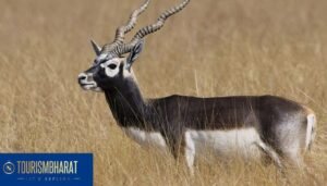 Blackbuck National Park, Velavadar