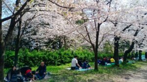 Hanami Japan Travelogue by Sandhyaa