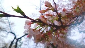 Sakura Japan Travelogue by Traveller