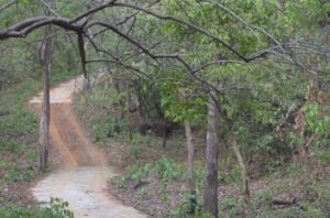 Dalma Wildlife Sanctury travelogue