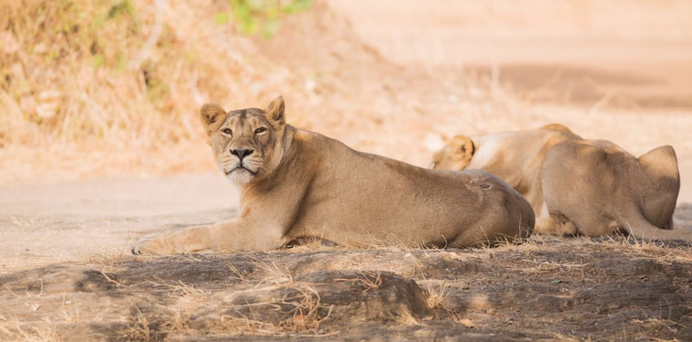 Gujarat Tour Package 5 Days Dwarka Somnath Sasan Gir Image 3