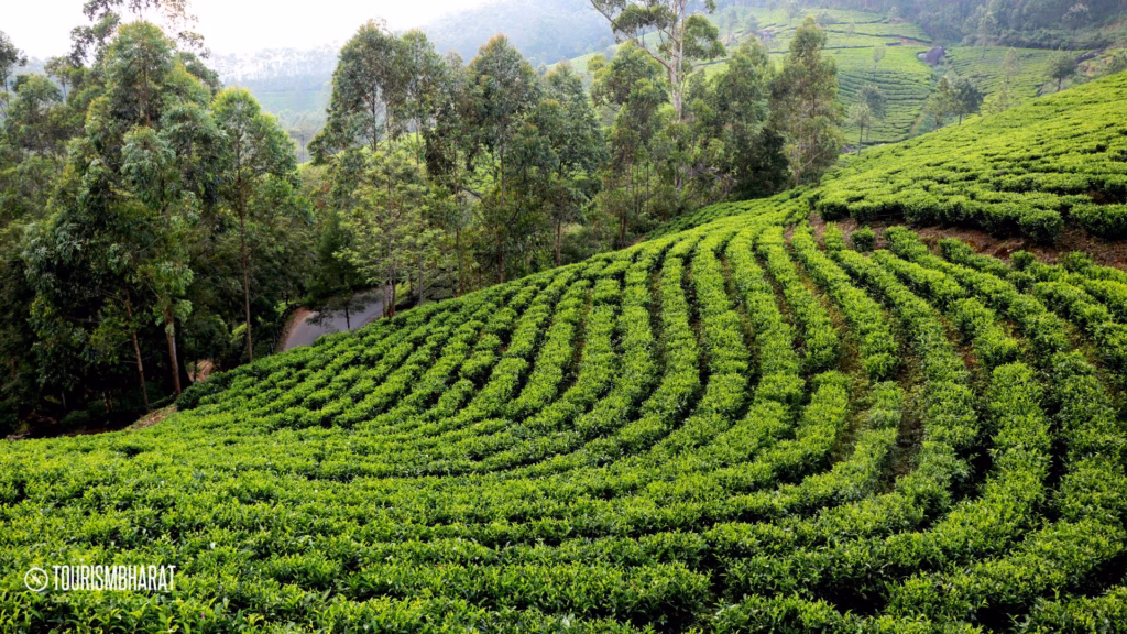 6 Nights 7 Days Assam Meghalaya Tour Package 1