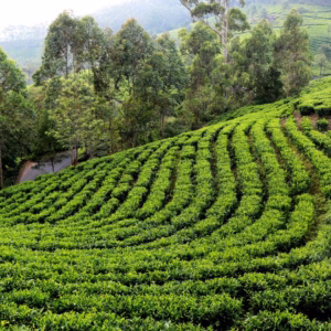 6 Nights 7 Days Assam Meghalaya Tour Package 1