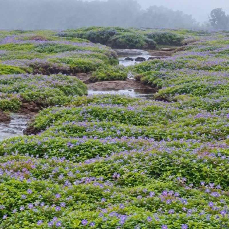 Floral Carpet Kaas Pathar