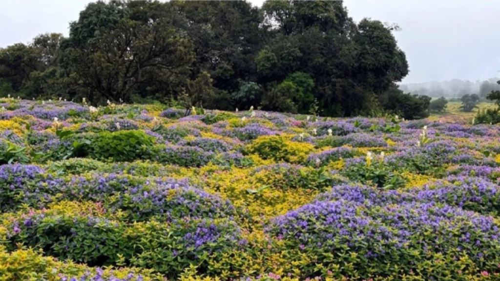Kaas Plateau Travelogue by Jayanthi Chandrasekaran