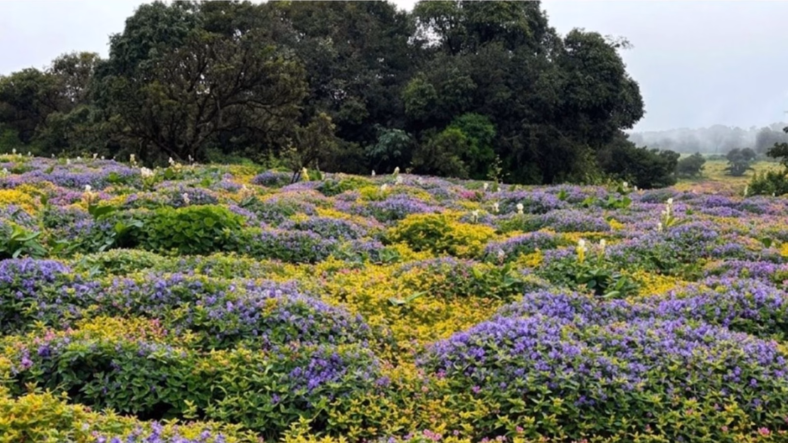 Kaas Plateau Travelogue by Jayanthi Chandrasekaran