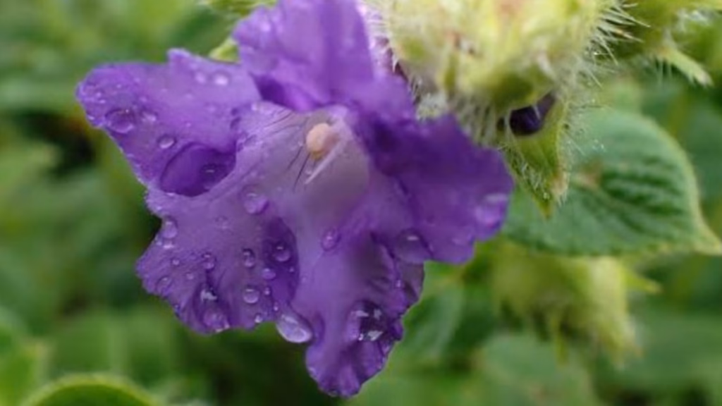 Topli Karvi at Kaas Plateau blooms once in 7 years